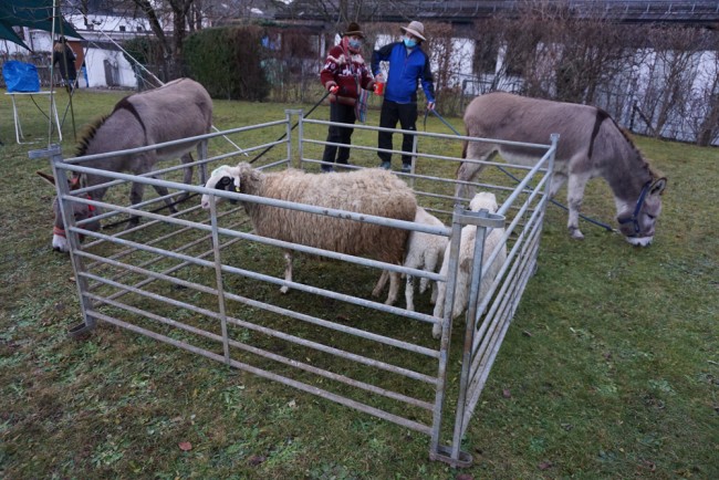 Schafe uns Esel am Heiligen Abend